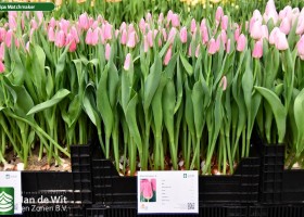 Tulipa Matchmaker ® (1)